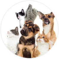 Gezondheid van huisdieren logo